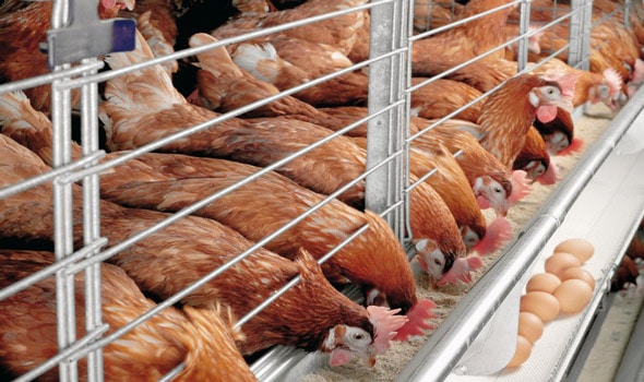 10 THINGS YOU SHOULD KNOW BEFORE STARTING A POULTRY FARM