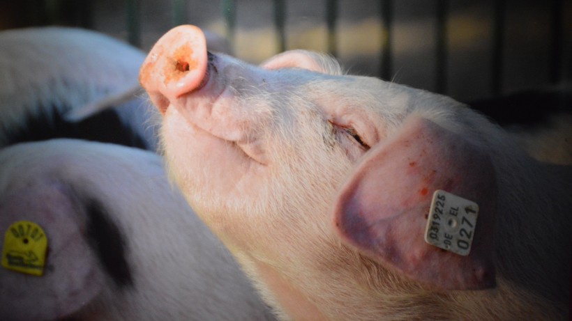 Gene-edited pigs are resistant to billion-dollar virus