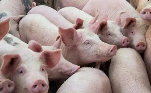 Deadly bacterial infection in pigs deciphered