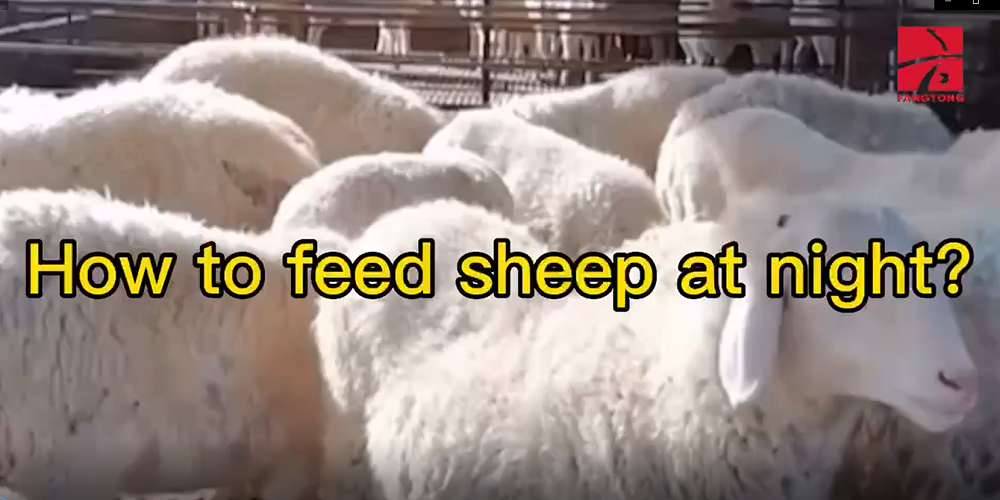 How to feed sheep at night