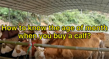 How to know the age of month when you buy a calf