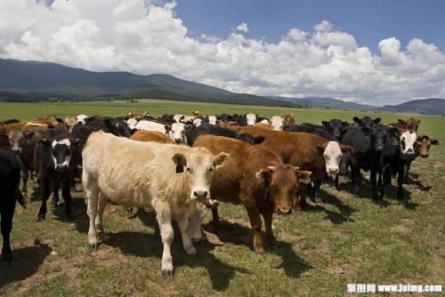 New vaccine will stop the spread of bovine TB