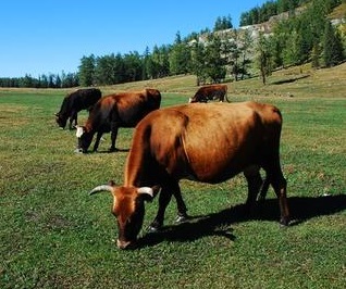 Cattle may spread leptospirosis in Africa, study suggests