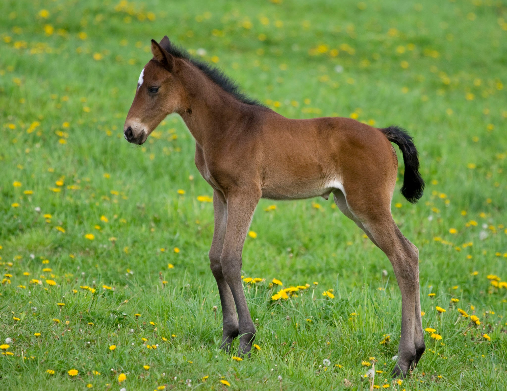 Breakthrough in the hunt for a vaccine against foal pneumonia