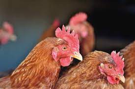12 COMMON MISTAKES TO AVOID IN POULTRY FARMING
