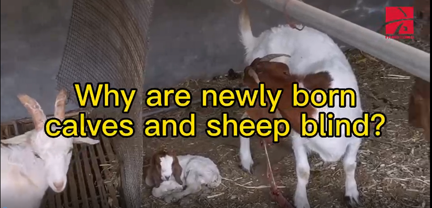 Why are newly born calves and sheep blind