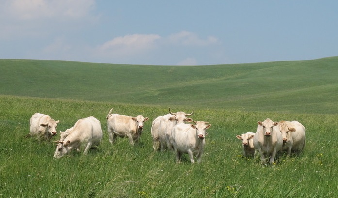 Poisonous grasses and livestock