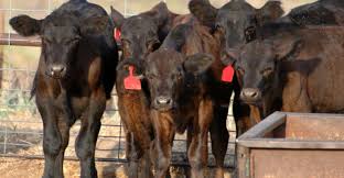 Bovine genetics The startling diversity of Buša cattle