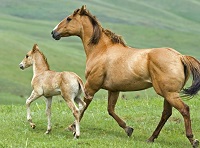 Cancer-causing virus strikes genetically vulnerable horses