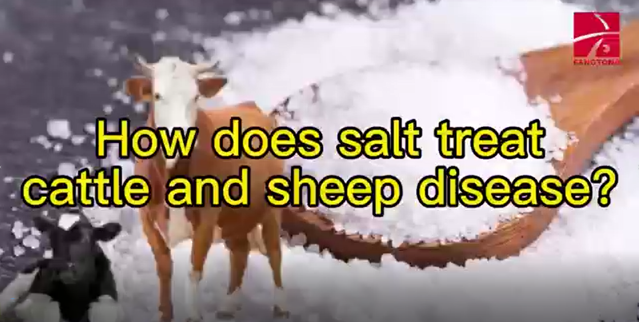 How does salt treat cattle and sheep disease
