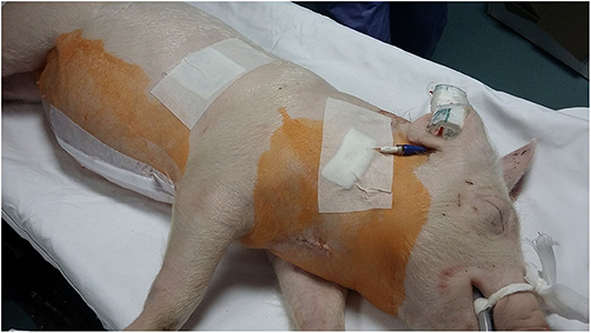 Case Report: Intoxication in a Pig (Sus Scrofa Domesticus) After Transdermal Fentanyl Patch Ingestion