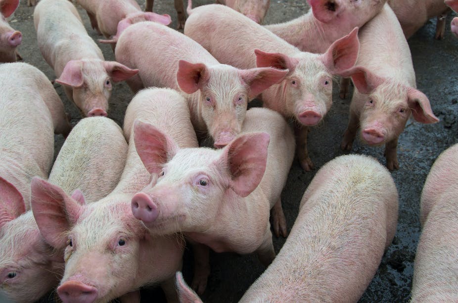 New experimental vaccine for African swine fever virus shows promise