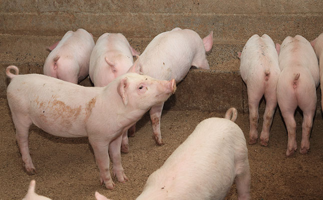 15 000 pigs to be culled after AFS outbreak in North West