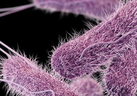 Pathogen Resistance To Antibiotics In Animals Could Lead To Resistant Human Pathogens