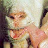 Experimental Infection of Foot and Mouth Disease in Indian Sheep and Goats