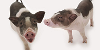 Protecting pigs from PRRS during reproduction