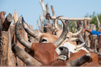 Bovine tuberculosis shows genetic diversity throughout Africa