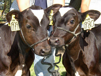 Cow gene study shows why most clones fail