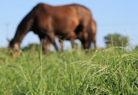 Grazing horses on better pastures