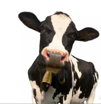 Happy cows make more nutritious milk