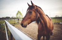 Horses get the flu, too