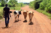 Humans, livestock in Kenya linked in sickness and in health