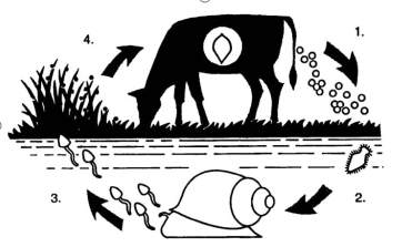 Liver Fluke Control in Beef Cattle