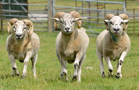 Sheep gene insights could help farmers breed healthier animals