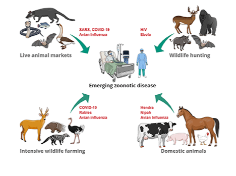 Emerging Zoonotic Diseases: Should We Rethink the Animal–Human Interface?