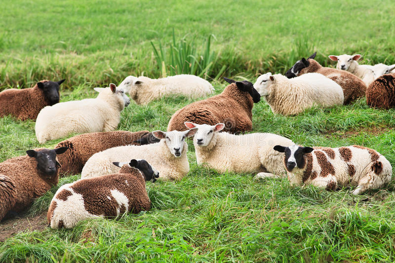 Wild animals’ immune systems decline with age, sheep study finds