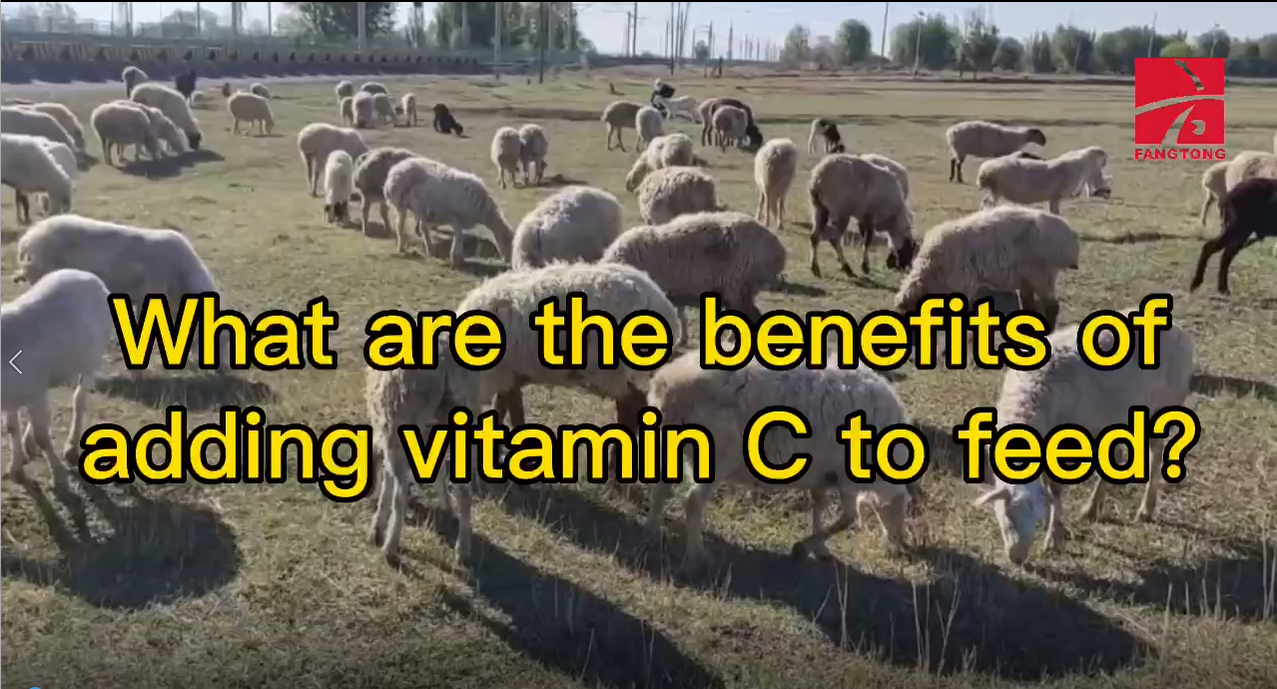 What are the benefits of adding vitamin C to feed
