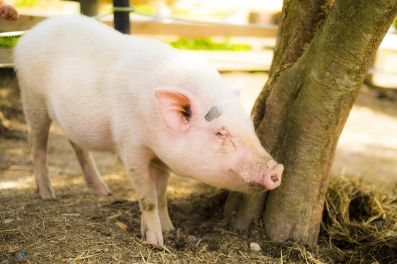Researchers find genetic ‘dial’ can control body size in pigs