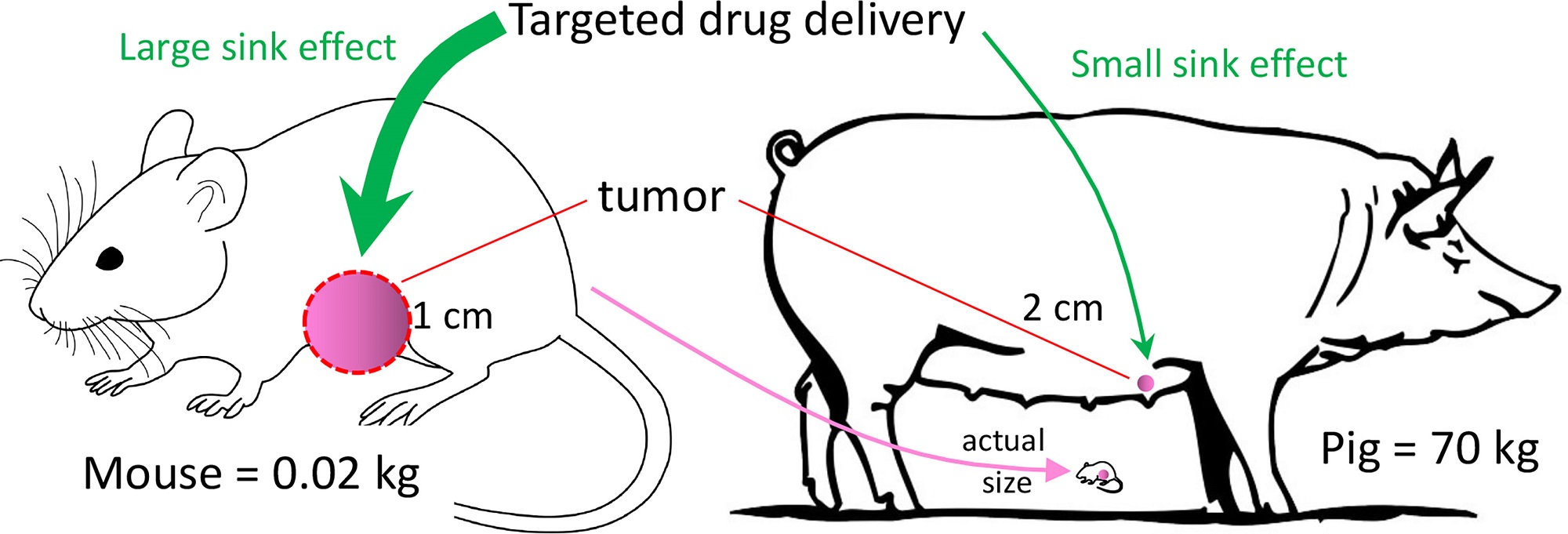 Large Animal Models of Breast Cancer