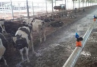 Cooling cows efficiently with water spray