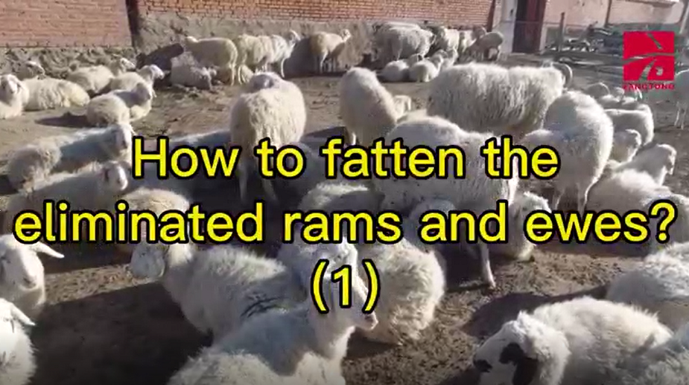 How to fatten the eliminated rams and ewes (1)