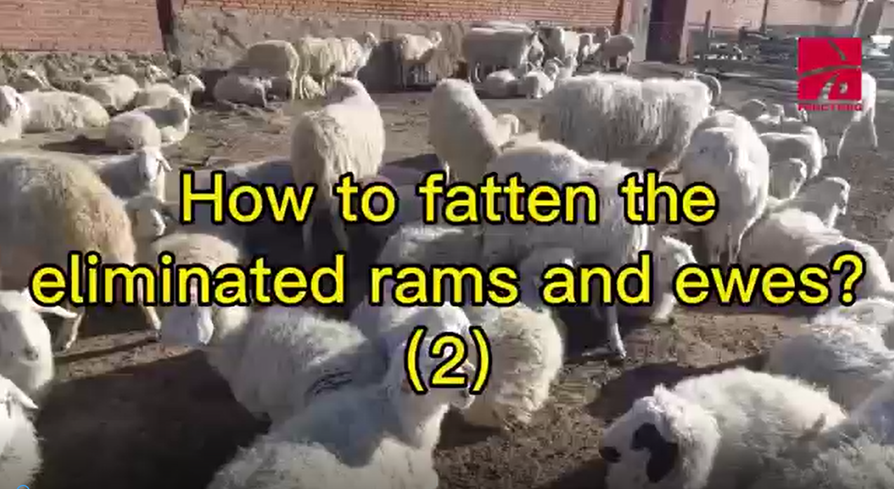How to fatten the eliminated rams and ewes(2)