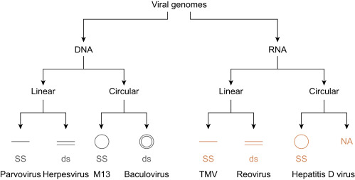 Virus genomes help to explain why a major livestock disease has re-emerged in Europe