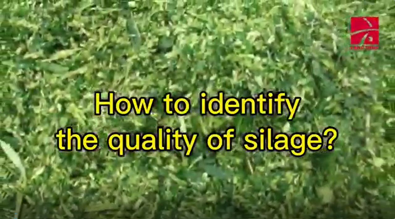 How to identify the quality of silage
