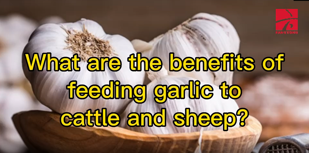 What are the benefits of feeding garlic to cattle and sheep