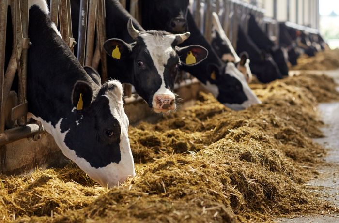 Vitamin A in cattle fodder is potentially protecting against cow’s milk allergy