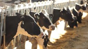 Calcium added to acidified prepartum diets for dairy cows benefits future reproduction