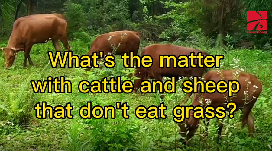 What’s the matter with cattle and sheep that don’t eat grass