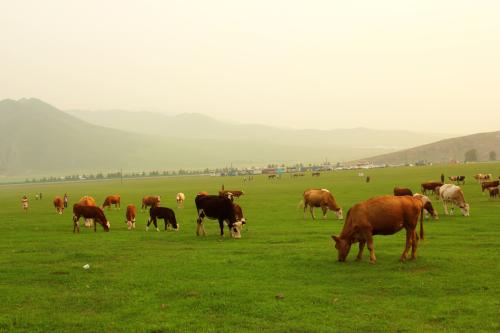 Stand out from the herd How cows communicate through their lives