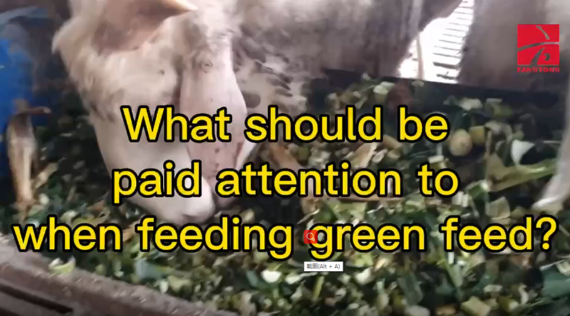 What should be paid attention to when feeding green feed