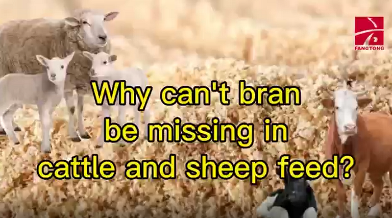 Why can’t bran be missing in cattle and sheep feed