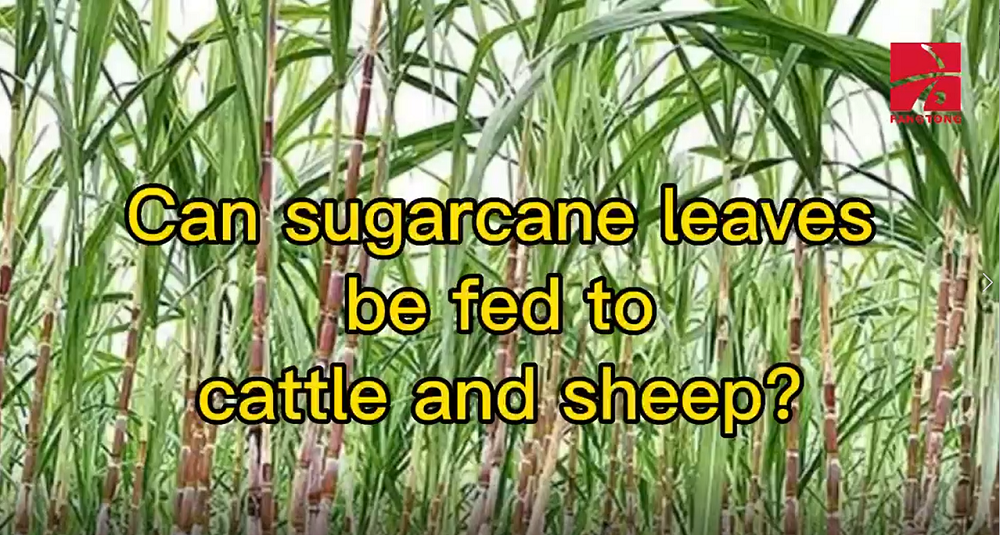 Can sugarcane leaves be fed to cattle and sheep