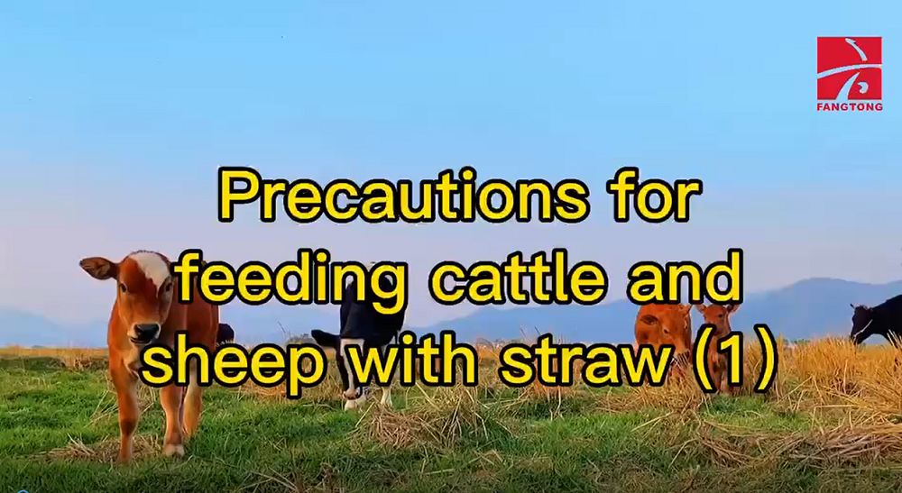 Precautions for feeding cattle and sheep with straw (1)