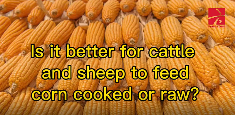 Is it better for cattle and sheep to feed corn cooked or raw?