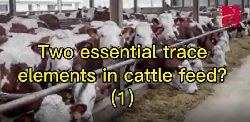 Two essential trace elements in cattle feed (1)