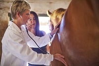‘Camera pill’ to examine horses